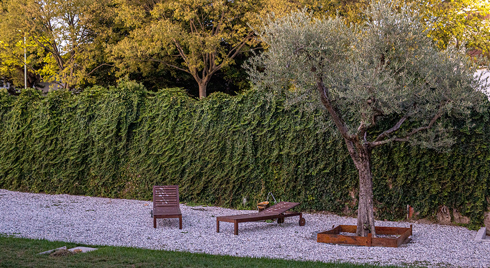 Il Concime dell'oliveto: come vengono concimati gli ulivi - Olio Fresia