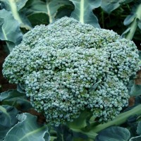 Cavolo Broccolo Calabrese medio precoce | ‎ Bestprato by Hortus