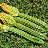 Zucchino Romanesco | ‎ Bestprato by Hortus